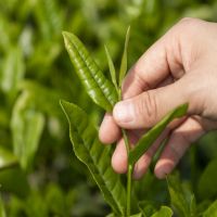 疫情無(wú)情人有情,博天亞集團(tuán)董事長(zhǎng)吳芷綺收到茶農(nóng)感謝信